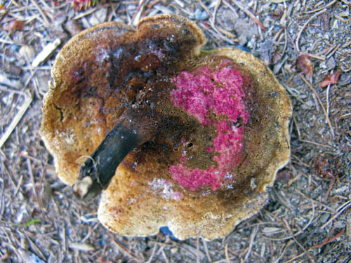 Hypomyces rosellus